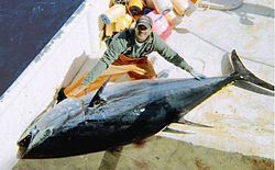 Large_bluefin_tuna_on_deck